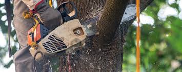 Reliable Hasley Canyon, CA Tree Care Solutions
