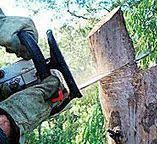 How Our Tree Care Process Works  in  Hasley Canyon, CA